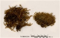 藏品(青毛苔屬)的圖片